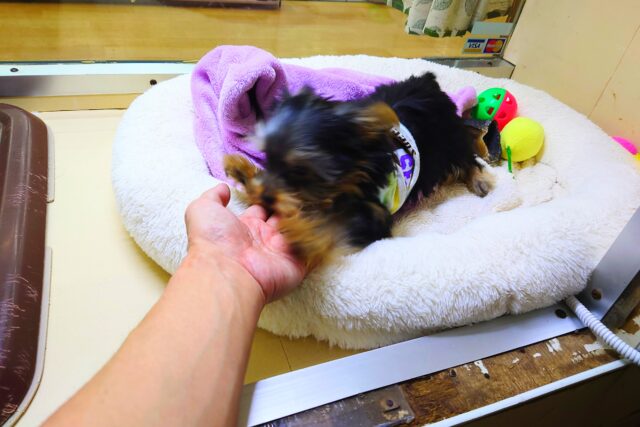 ヨークシャテリア