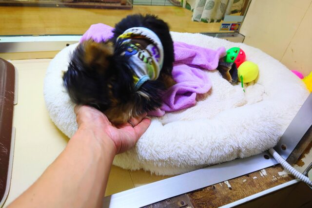 ヨークシャテリア