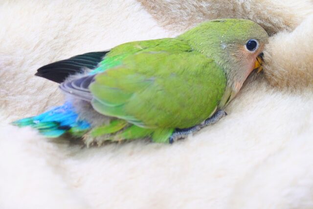 コザクラインコ（小桜インコ）