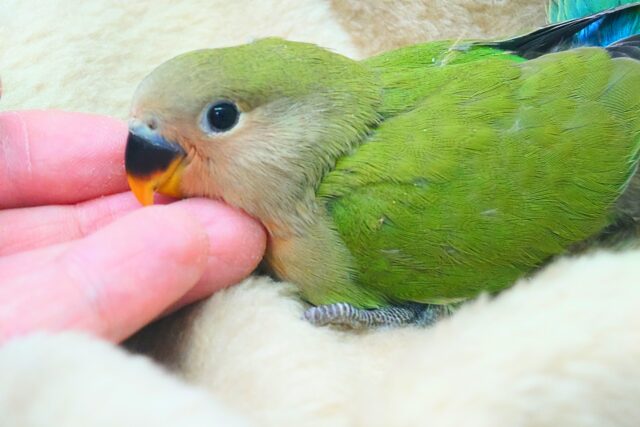 （笑）（笑）（笑）♪♪　笑顔が可愛いコっ♡　コザクラインコ　ノーマル～～