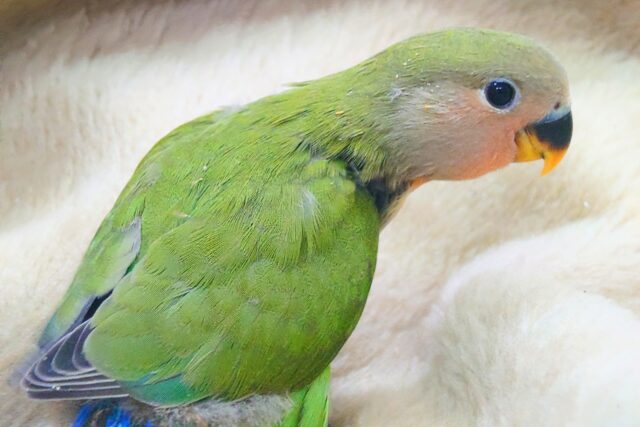 コザクラインコ（小桜インコ）