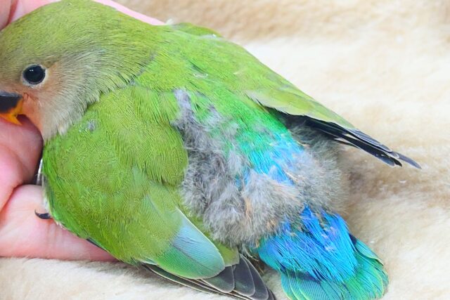 コザクラインコ（小桜インコ）