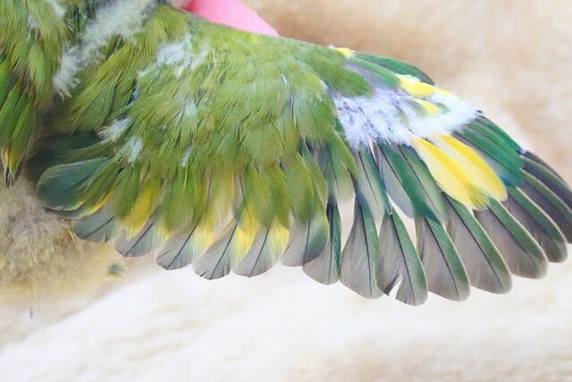 コザクラインコ（小桜インコ）