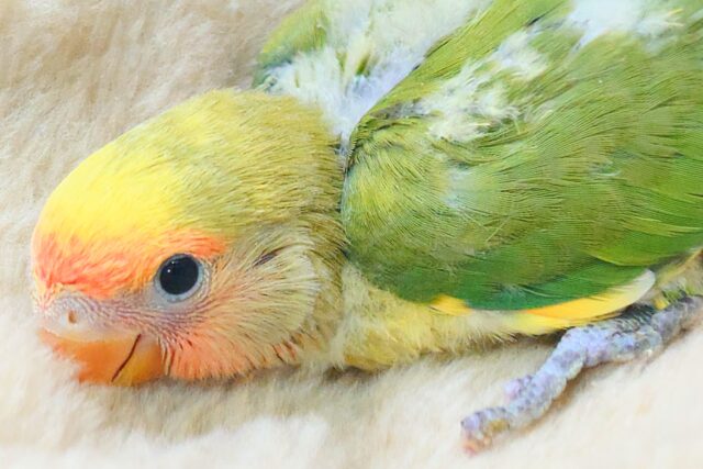 コザクラインコ（小桜インコ）