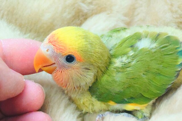 コザクラインコ（小桜インコ）