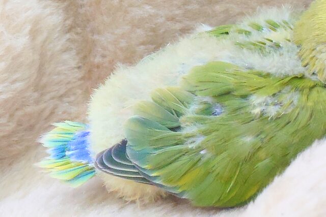 コザクラインコ（小桜インコ）