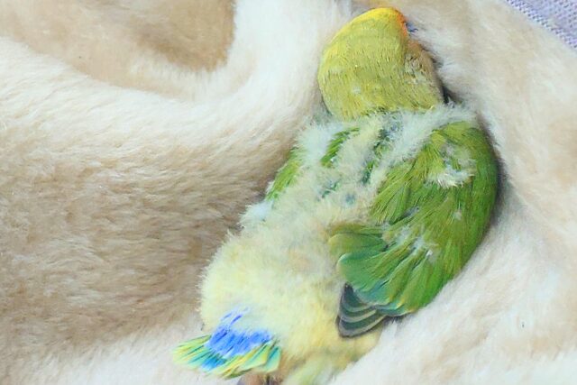 コザクラインコ（小桜インコ）