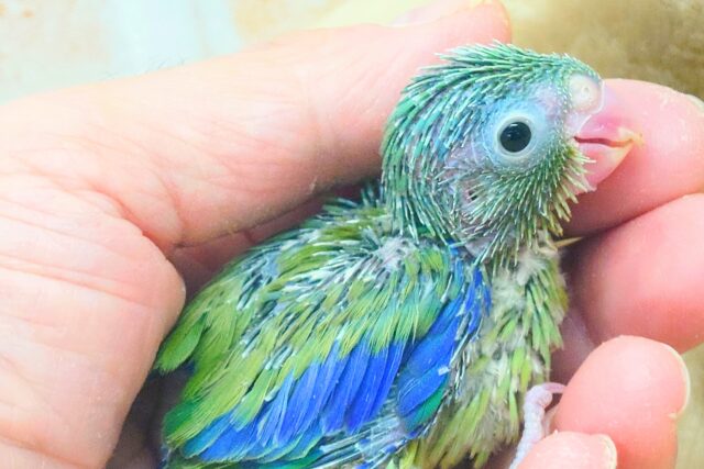 手の上の存在感☆彡　感じてみません？？　マメルリハインコ　ノーマル～～
