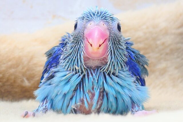 アピールの仕方♪　可愛いじゃない～～～☆彡　マメルリハインコ　ブルー～～　