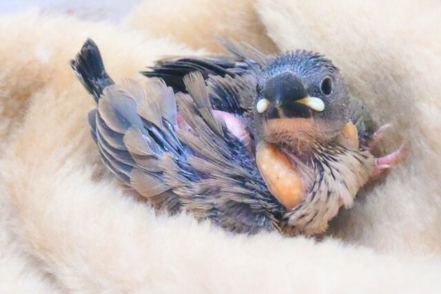 への字がはこぶーー幸せ☆　桜文鳥〜〜