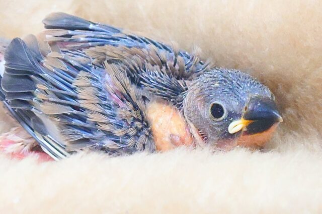 肩、手、頭、独占っっっ　　（予定♨）　桜文鳥〜〜