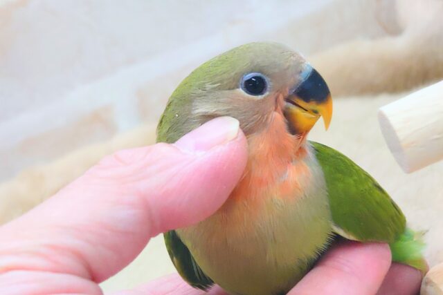 コザクラインコ（小桜インコ）