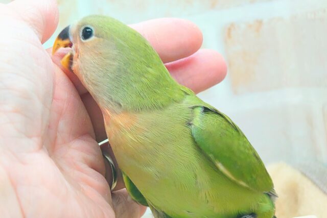 コザクラインコ（小桜インコ）