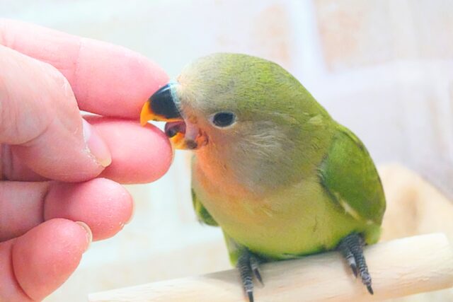 コザクラインコ（小桜インコ）