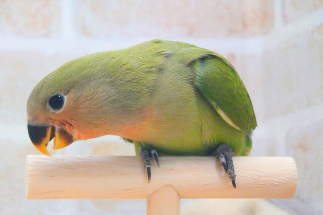 コザクラインコ（小桜インコ）