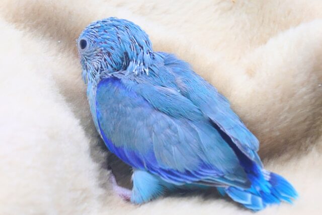 最新画像になります☆　アピールの仕方♪　可愛いじゃない～～～☆彡　マメルリハインコ　ブルー～～　