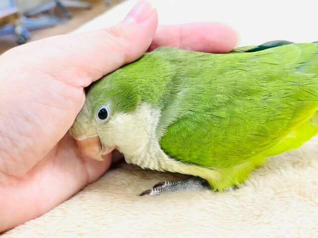 【最新画像】カキカキ時のうっとり顔がたまりません💚オキナインコ(ノーマル) オキナインコ