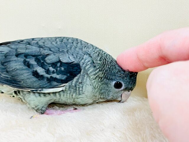 サザナミインコ