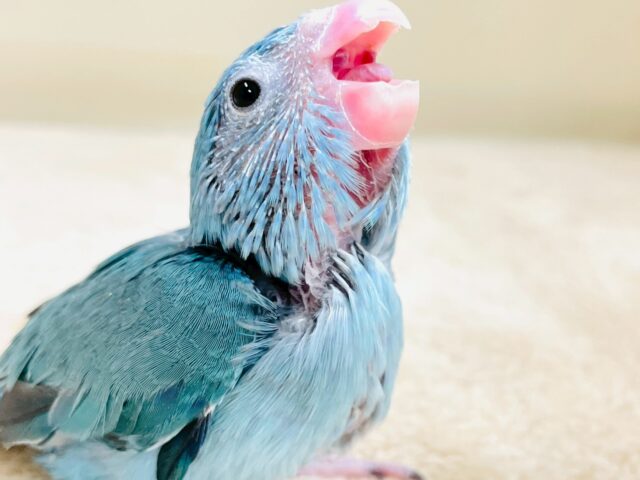 鮮やかブルーに目を奪われる〜👀✨️マメルリハ(ブルー)女の子 ヒナ