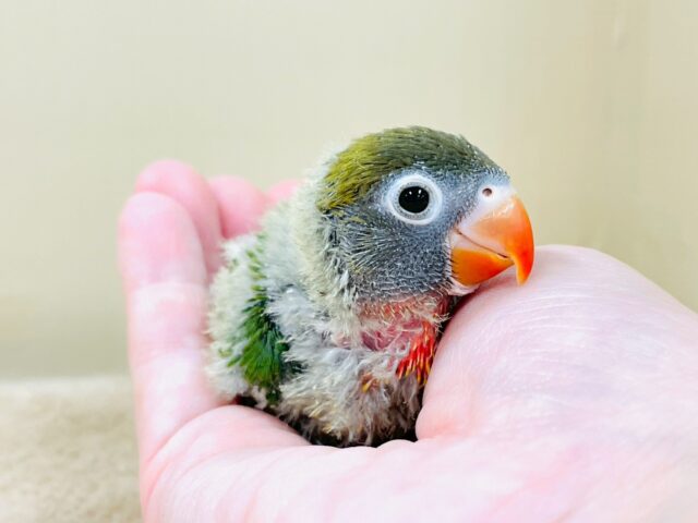 キエリボタンインコ