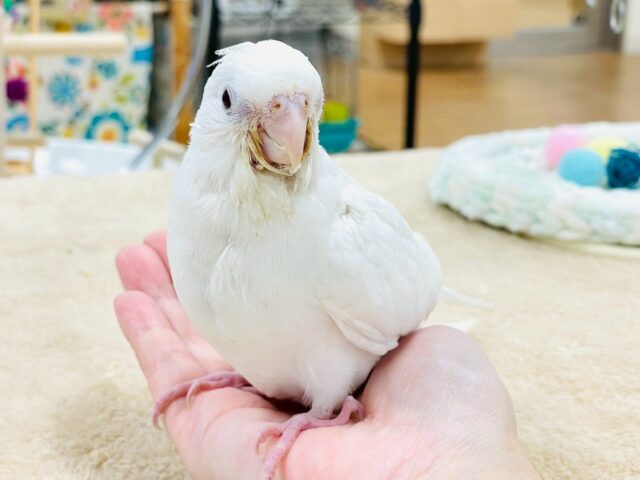 オカメインコ
