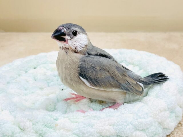 べりべり可愛い白色ほっぺ💕桜文鳥さん❣️(ヒナ) 桜文鳥