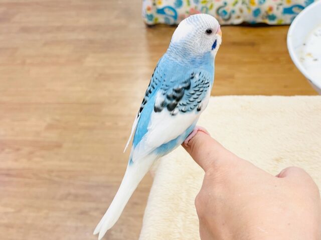 【最新画像】青空のような爽やかカラー🩵セキセイインコ(パイド)ヒナ セキセイインコ