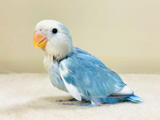 レアで激カワなコザクラインコちゃん❣️(ブルーチェリーパイド)ヒナ コザクラインコ(小桜インコ)