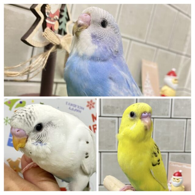 【緊急追加セキセイフェア~!!】柏店フェア情報~!! 説明画像です