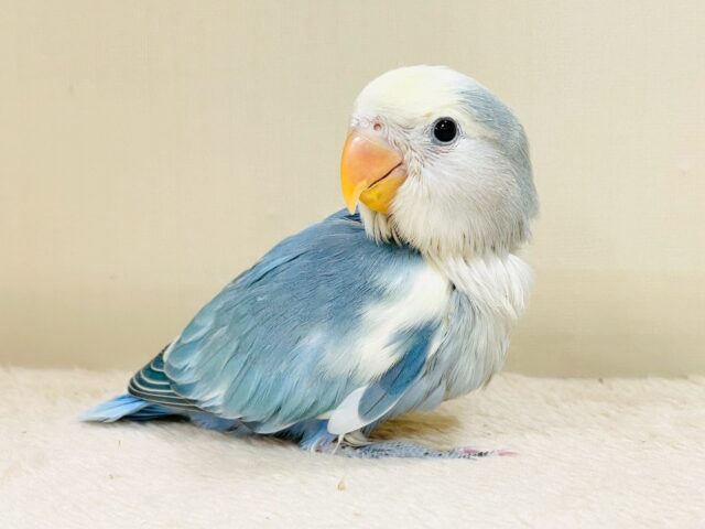 レアで激カワなコザクラインコちゃん❣️(ブルーチェリーパイド)ヒナ コザクラインコ(小桜インコ)