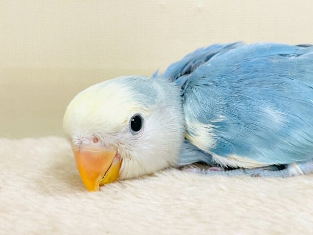 レアで激カワなコザクラインコちゃん❣️(ブルーチェリーパイド)ヒナ コザクラインコ(小桜インコ)