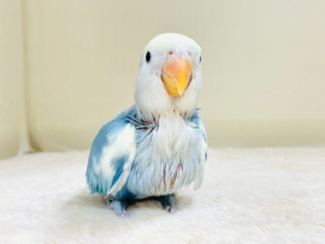 レアで激カワなコザクラインコちゃん❣️(ブルーチェリーパイド)ヒナ コザクラインコ(小桜インコ)