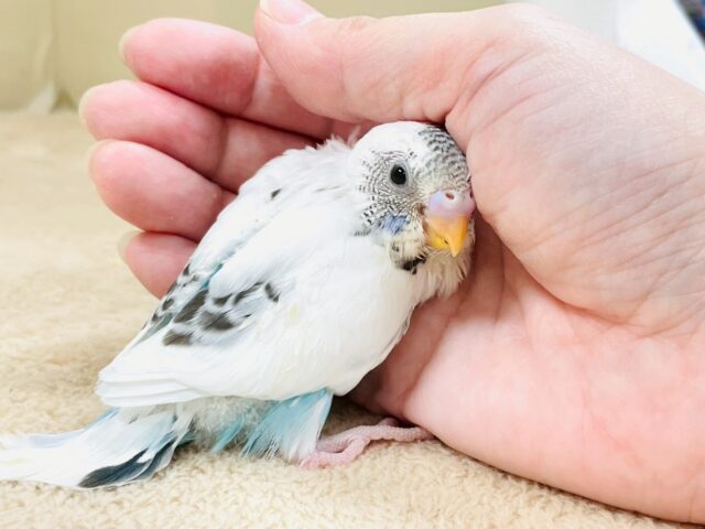 ぴとっ❣️と寄り添い💞セキセイインコちゃん❣️(白ハルクイン)ヒナ セキセイインコ