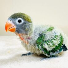 ①4更新✴︎わたわたほわほわに包まれたい︎💕︎︎コザクラインコの