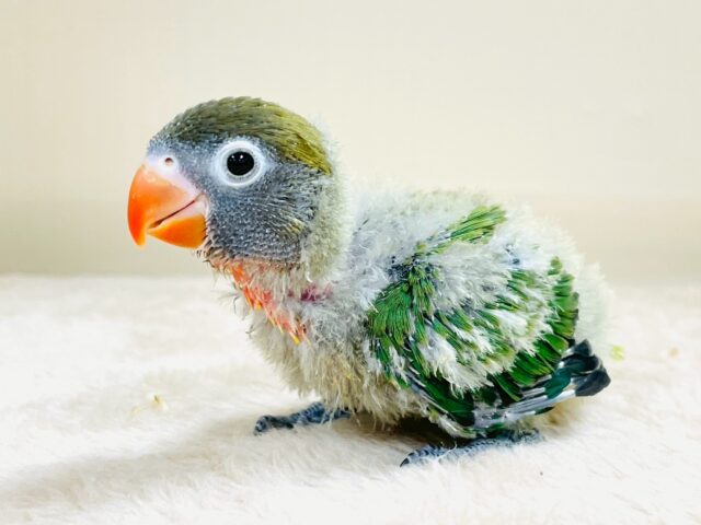 派手派手に成長するよ❣️ボタンインコちゃん❣️(キエリ)ヒナ