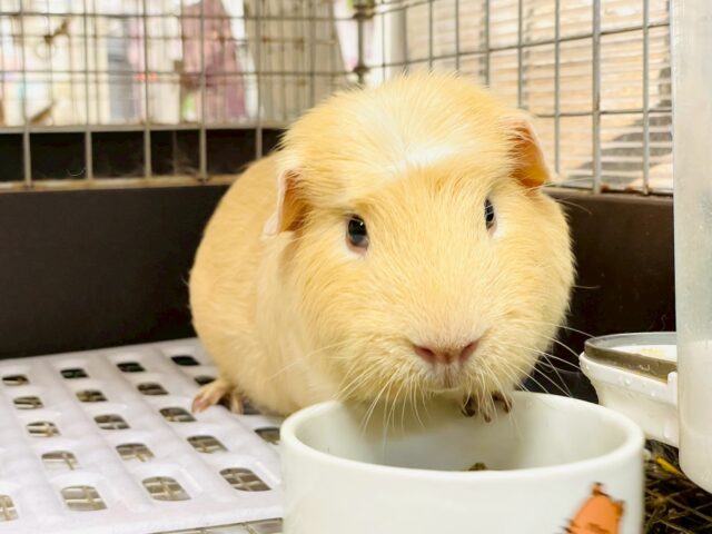 ロシアンモルモット