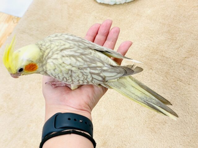 【最新画像】ゴージャスな鱗模様✨️なオカメインコちゃん❣️(シナモンパール)(ヒナ) オカメインコ