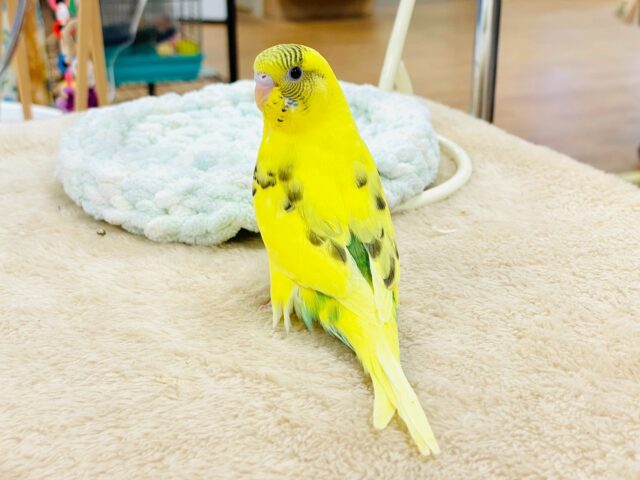 すくすく成長してます❣️☺️セキセイインコ(ハルクイン)ヒナ セキセイインコ