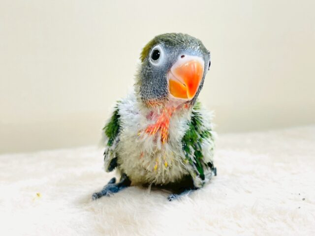 キエリボタンインコ