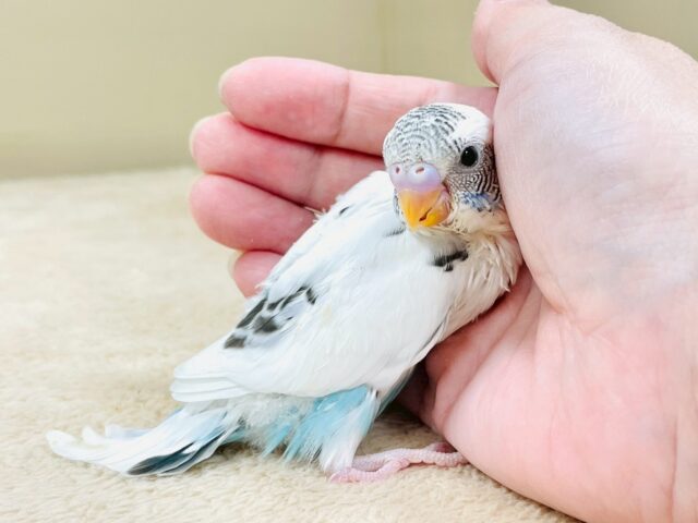ぴとっ❣️と寄り添い💞セキセイインコちゃん❣️(白ハルクイン)ヒナ セキセイインコ