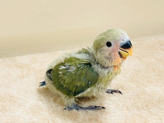 コザクラインコ（小桜インコ）