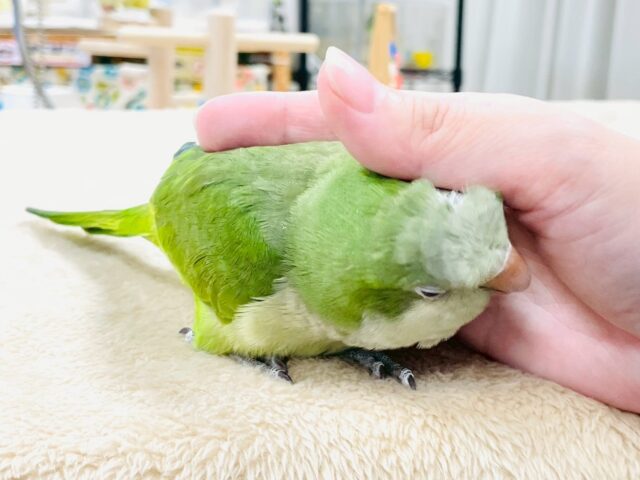 【最新画像】カキカキ時のうっとり顔がたまりません💚オキナインコ(ノーマル) オキナインコ