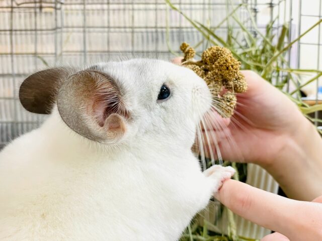 【最新画像更新🪄︎︎✨】可愛さフル稼働❣️もふっとまんまるチンチラちゃん(パイド)女の子 チンチラ