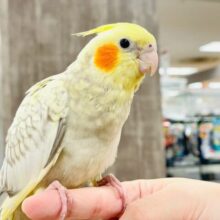 【最新画像】ゴージャスな鱗模様✨️なオカメインコちゃん❣️(シナモンパール)(ヒナ)