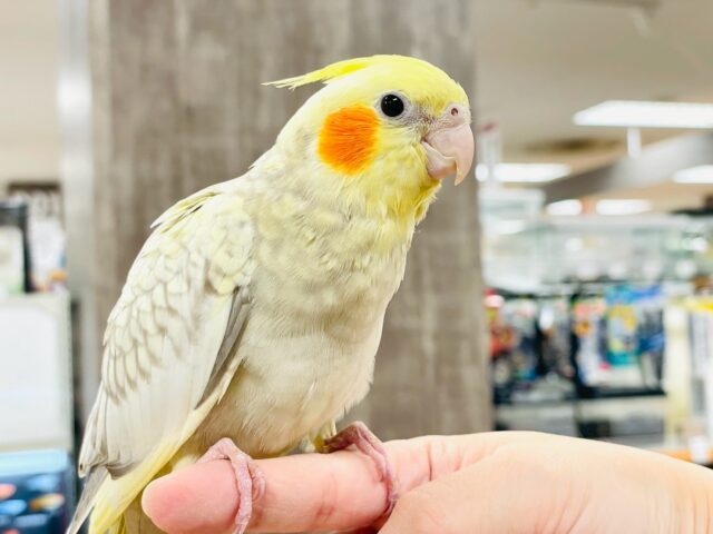 【最新画像】ゴージャスな鱗模様✨️なオカメインコちゃん❣️(シナモンパール)(ヒナ) オカメインコ