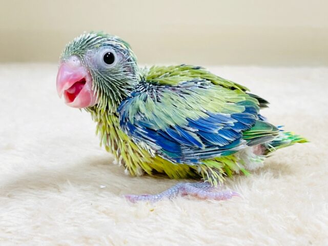 ブルーとグリーンの美しいコントラスト❣️マメルリハ(ノーマル)男の子(ヒナ)