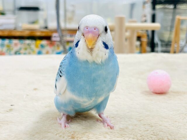 【最新画像】青空のような爽やかカラー🩵セキセイインコ(パイド)ヒナ セキセイインコ