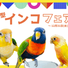 かわいい中型インコさんたちが小山店でお待ちしております💕