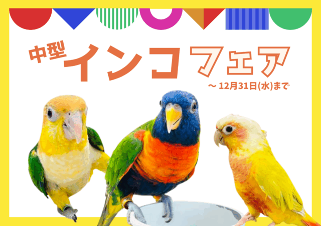 かわいい中型インコさんたちが小山店でお待ちしております💕