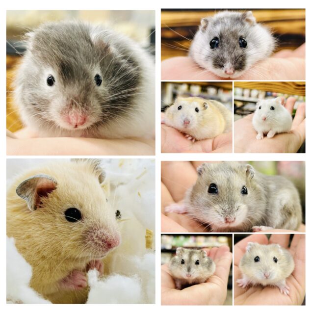 新規入舎のとっとこハムちゃんズ✨ 新規入舎のとっとこハムちゃんズ✨